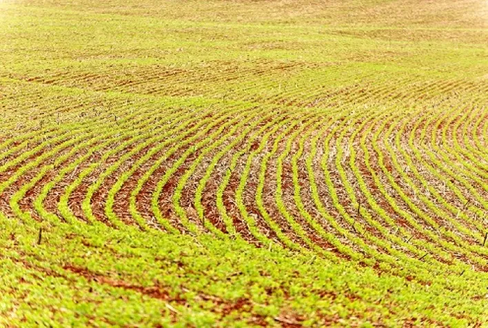 Cultivares de soja da Embrapa serão apresentadas na Rondônia Rural Show