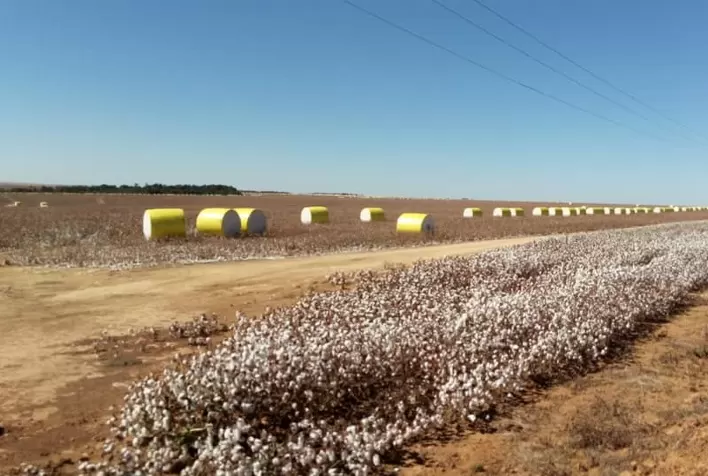 Algodão: Preços sinalizam reação com alta da paridade de exportação