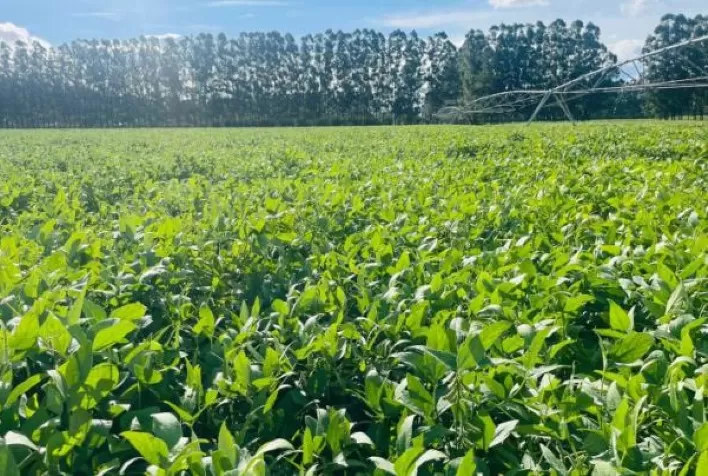 AGRO: Experimento da Cocamar obtém alta produtividade de soja na areia