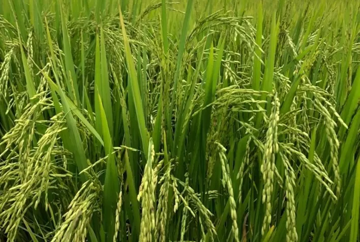 Produtor de arroz aguarda melhores condições para negociar