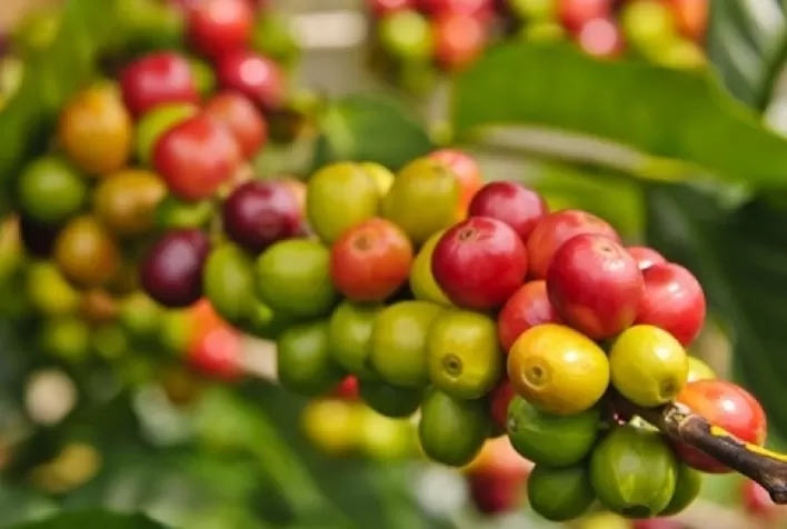 Produtor de café do Brasil aguarda colheita e ajuste no mercado para negócios andarem