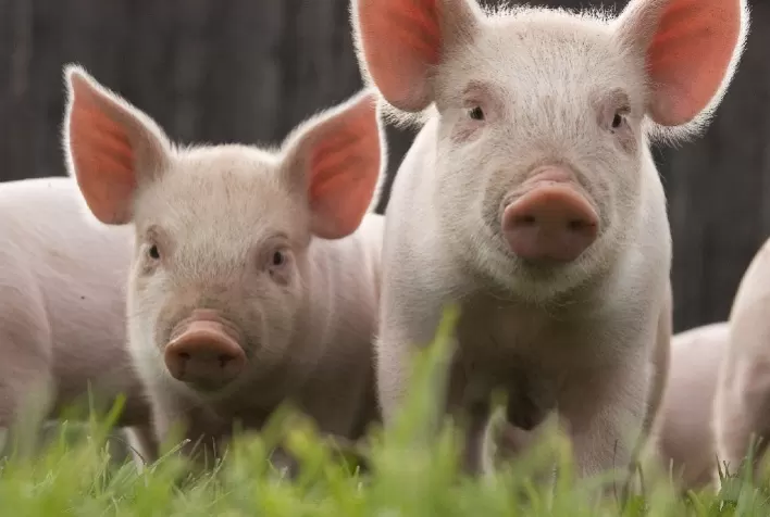Especialista destaca estratégias para baixar o índice de doenças respiratórias na produção de suínos
