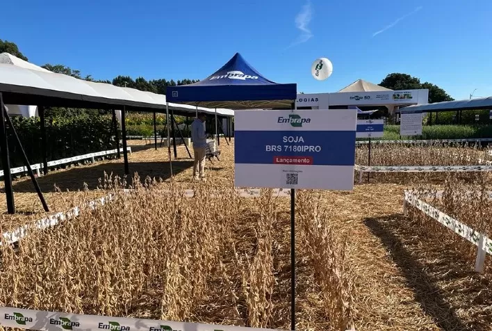 Resistência a nematoides-das-galhas é o diferencial da nova cultivar de soja lançada pela Embrapa