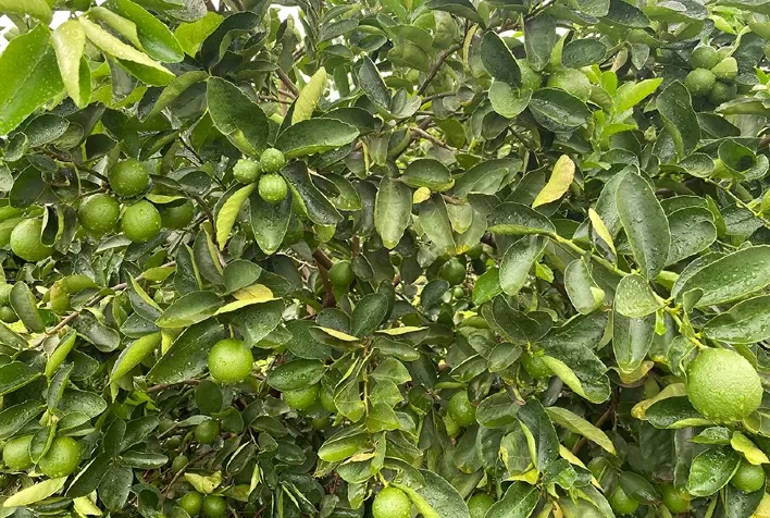 Pesquisa desenvolve limão Tahiti com produtividade superior