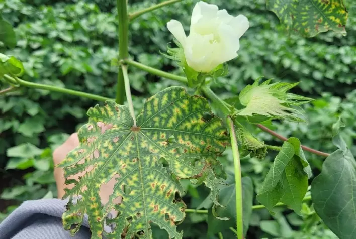 Diagnose assertiva de nematoide no algodão evita prejuízos