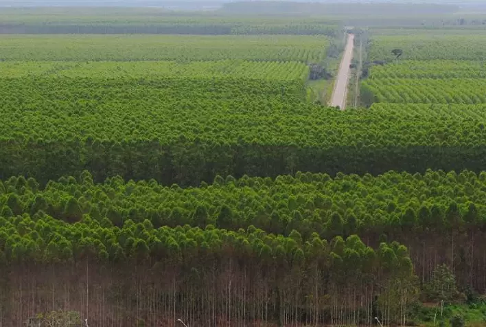 Setor florestal divulga relatório global de progresso de sustentabilidade