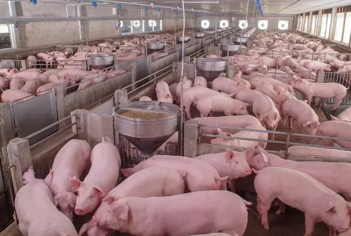 Mercado do suíno vivo não apresentou condições favoráveis aos suinocultores no decorrer de maio