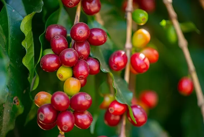 Fertilizante biotecnológico torna cafezal mais saudável e produtivo