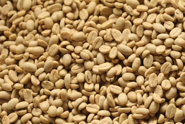 Epamig inicia comercialização de sementes de café