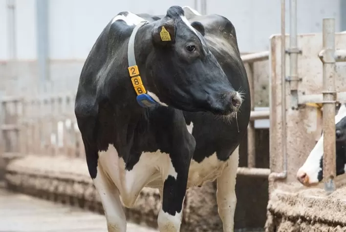 Alta tem presença confirmada na Megaleite 2023 e traz lançamento exclusivo para o Brasil