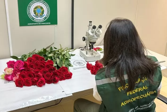 Vigiagro fiscaliza 50 toneladas de rosas para o Dia dos Namorados
