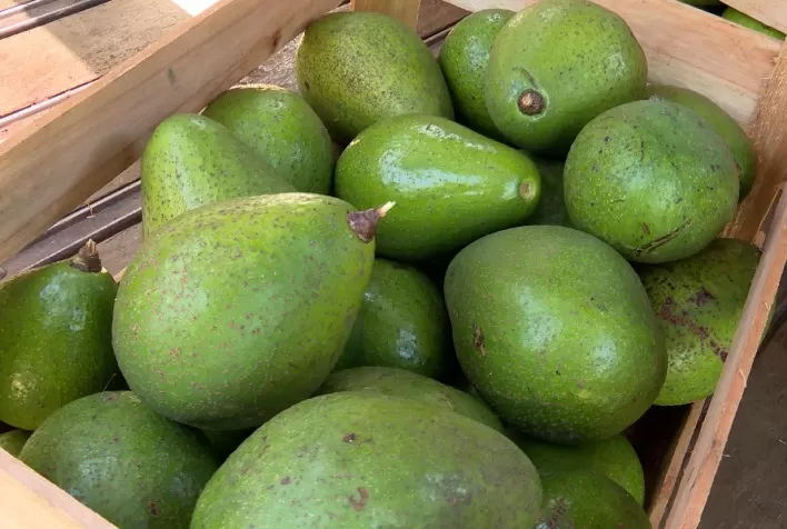Pecuaristas de Bom Despacho investem no abacate para diversificar a produção