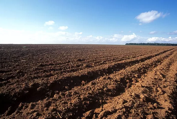 Vazio sanitário da soja começa em junho
