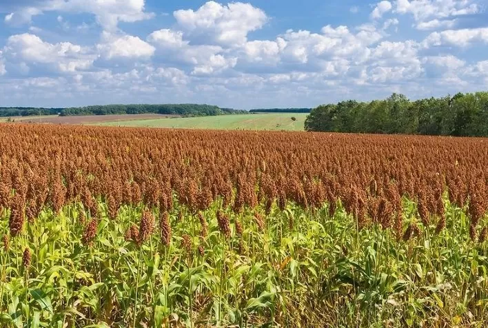 Tratamento via satélite aumenta rendimento do solo para produção de sorgo