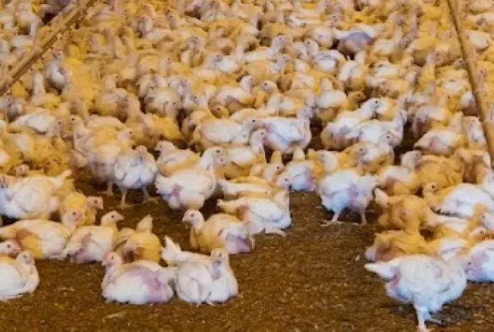 Imunonutrição ganha força como inimigo natural da Influenza Aviária