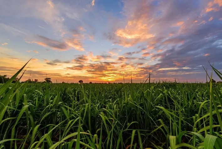 Tecnologia na cana pode poupar 3 milhões de hectares em área de plantio
