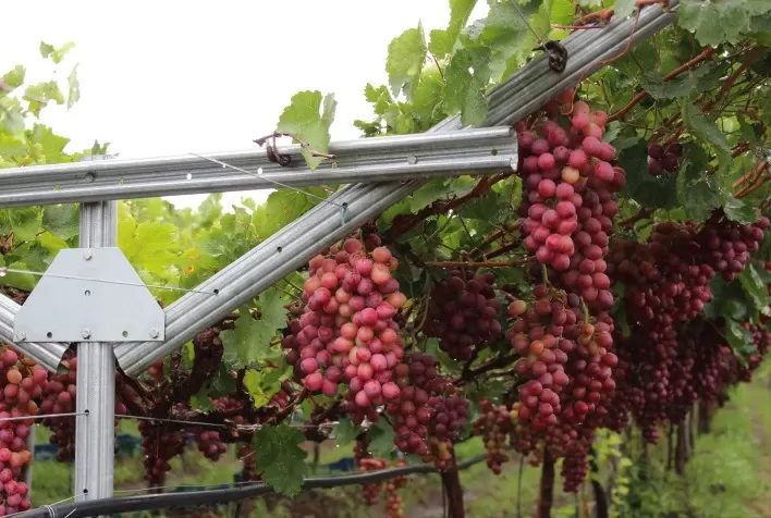 Suporte e proteção de frutas, hortaliças e legumes são destaques da Belgo Arames na Hortitec