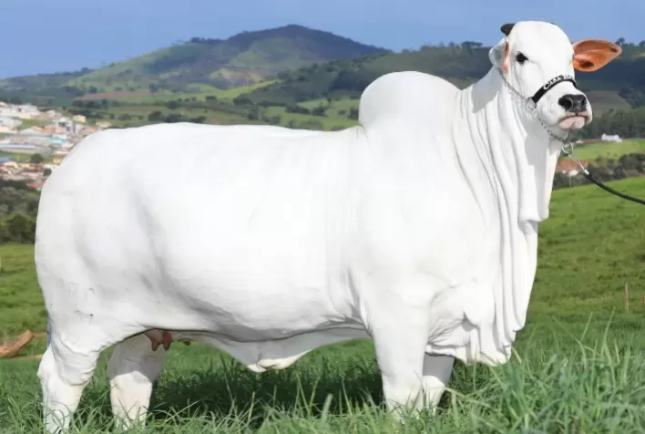 A vaca recordista de preços Viatina-19 FIV Mara Móveis à venda no dia 16 de junho