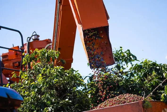 Colheita de café continua progredindo