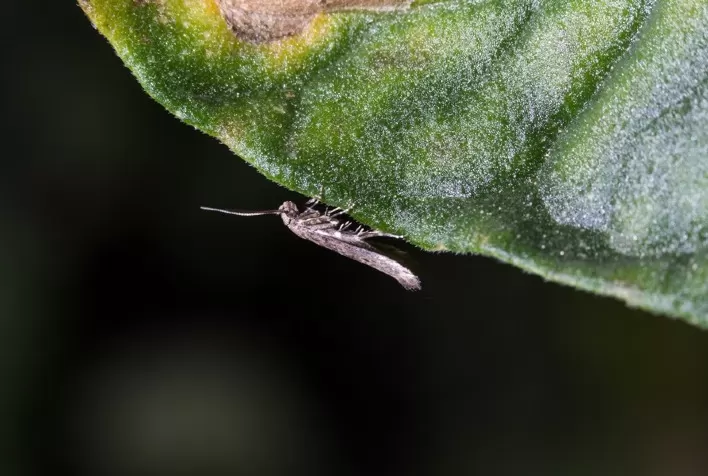 Traças do tomateiro, das crucíferas e plataforma de bioestimulantes serão temas centrais da Hortitec 2023