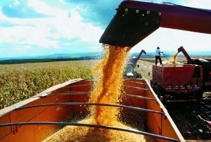 Colheita do milho no Oeste da Bahia chega a 85%