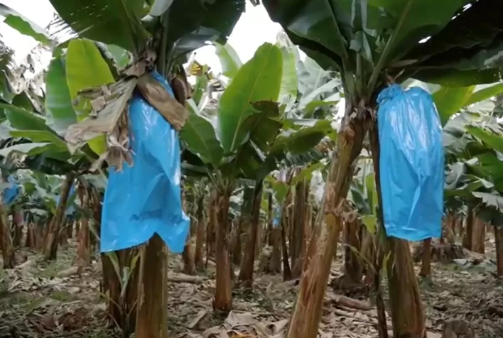 BASF apresenta inovação para proteção das bananas durante a Hortitec 2023
