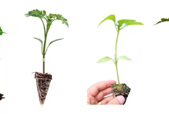 Sakata desenvolve porta-enxertos que elevam a produtividade de hortaliças em até 30%