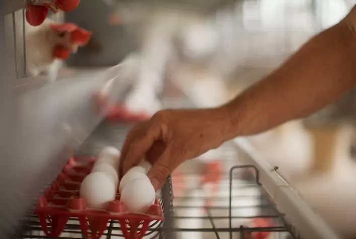 Ovos comerciais: aditivos naturais podem estimular negócios para avicultores