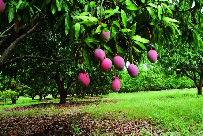 Agricultores recebem orientações para o manejo de mangueira