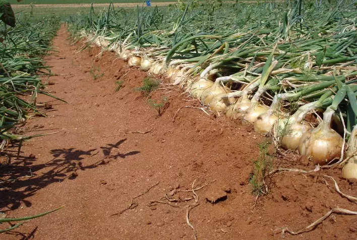 Cebola: Mesmo com aumento de oferta, escoamento mantém cotações em Cristalina