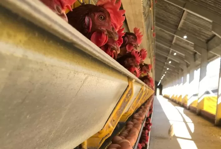 Suplementação nutricional eficiente ajuda produção de ovos por mais tempo, sem perda da qualidade