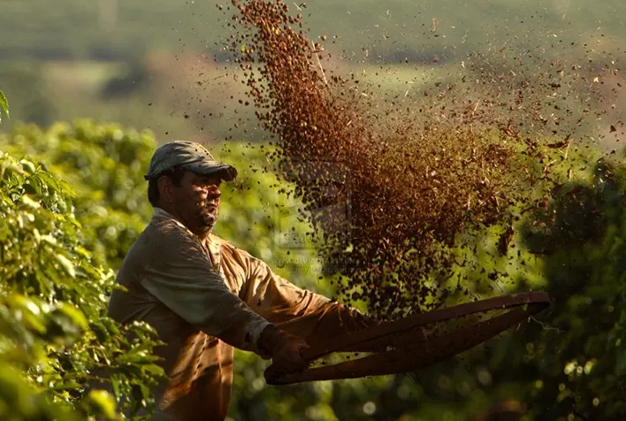 Colheita de café conilon da Cooabriel atinge 70% do total; arábica da Cooxupé vai a 27,8%