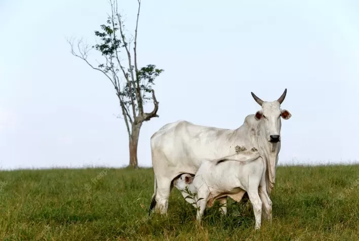 Uso de endectocida nos primeiros dias de vida do bezerro diminui mortalidade e melhora a produtividade
