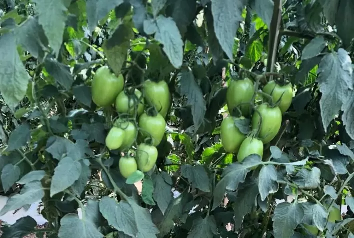 Bioestímulo eleva produtividade do tomate, afirma empresa