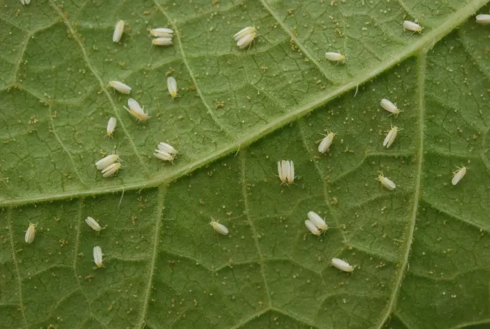 Agrodefesa alerta para o fim do período de semeadura do feijão em Goiás