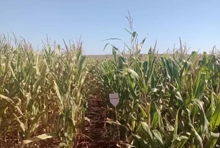 Como promover uma maior estabilidade do ambiente biológico do solo?