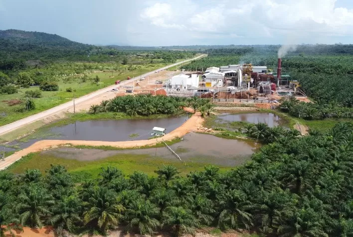 Grupo BBF defende potencial de produção de óleo de palma na região amazônica