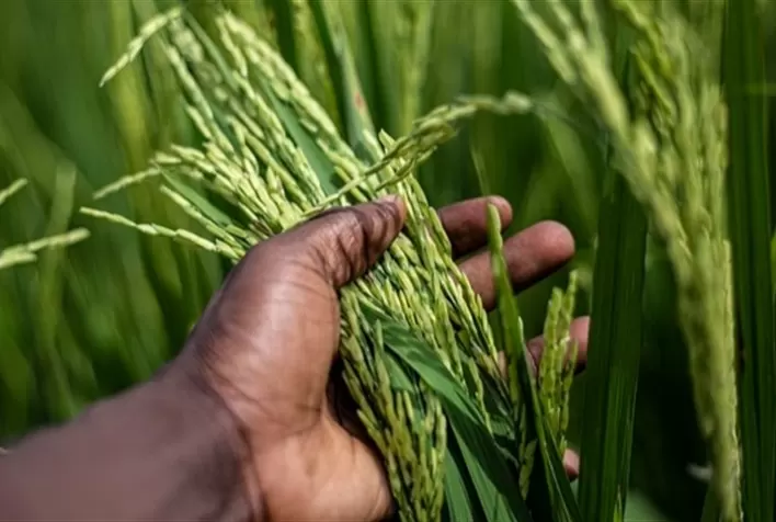 Novo arroz pode combater surto de doença na África