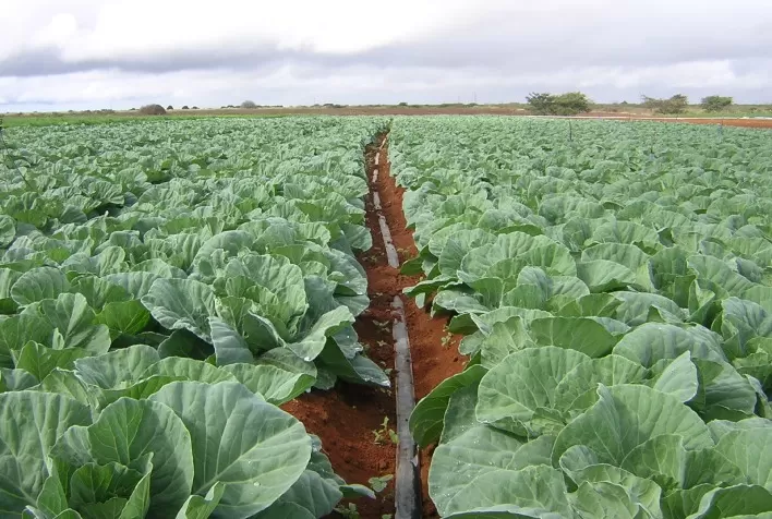 Irrigação de fácil instalação e baixo custo é ideal para produtores de hortaliças