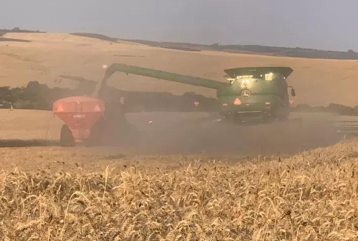 Brasil tem negócios pontuais na semana e interesse por trigo mineiro chama a atenção