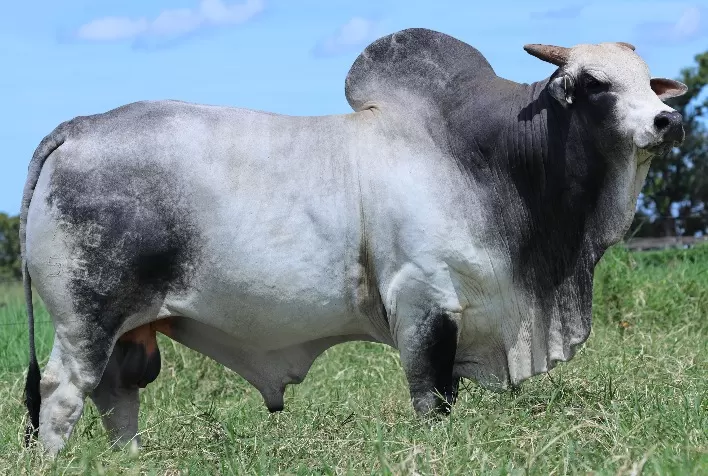 Máxima produtividade com o Tecnobov Conf Beef da Vaccinar