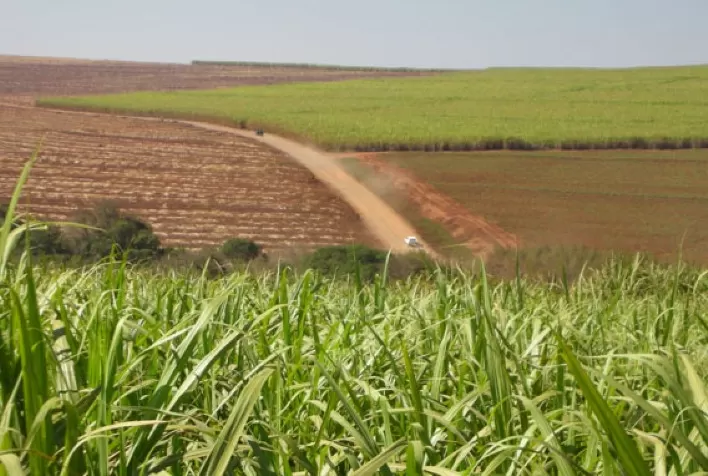 Conab inicia nesta segunda (10) mais uma pesquisa de campo sobre cana-de-açúcar