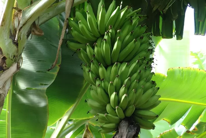 Circuito Frutificaminas leva orientação para produtores de banana e abacaxi do Triângulo Mineiro