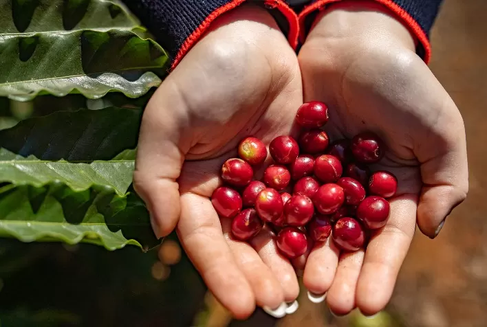 Cafeicultura ganha qualidade com biotecnologia