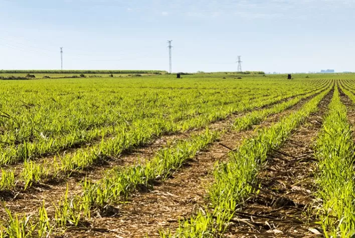 Atvos: biofertilizantes - torta de filtro e vinhaça são soluções inovadoras no cultivo da cana-de-açúcar