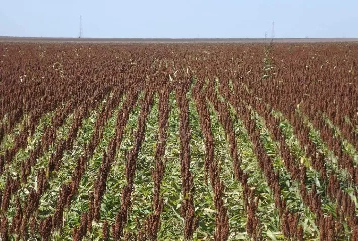 Sorgo lidera crescimento agrícola brasileiro em 2023