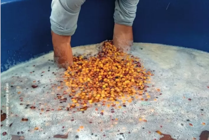 Estocagem de frutos maduros em água é recomendada para produtores de cafés especiais