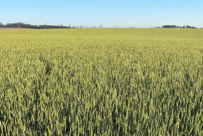 AGRO: Fapa e Biotrigo criam primeiro trigo brasileiro para fabricação de Malte