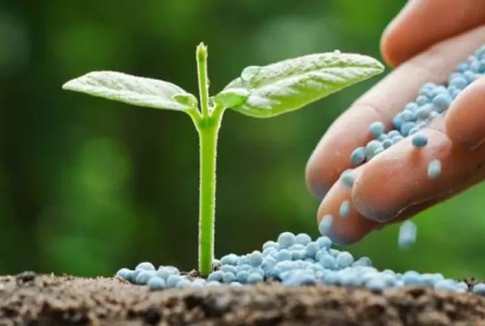 Nutrição de solo eleva a produtividade da soja em 3,2 sacas por hectare