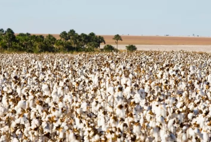 Algodão sustentável aliado à utilização de biossoluções e produtos com menor impacto ambiental são demanda de investidores e cotonicultores